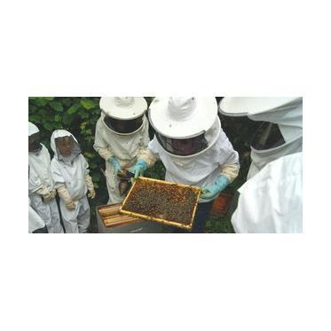 Apiculture